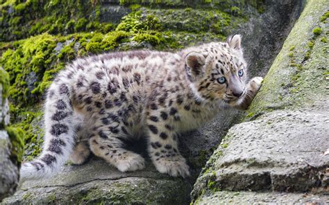 Fondos De Pantalla De Leopardo De Las Nieves Hd