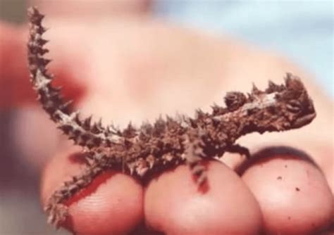 Diavolul țepos (Moloch horridus), o reptilă din Australia în pericol de ...