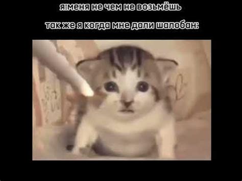 кот взрывается - YouTube