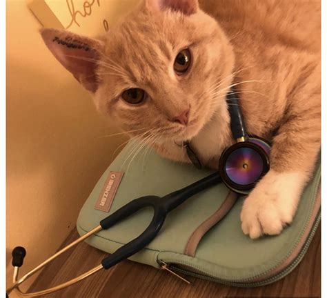 horizon animal hospital 9