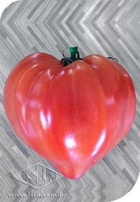 Onde Comprar Coração De Boi Fechado - Tomate Salada / Coração de Boi - 400mg De Sementes - Feltrin - Sementes ...