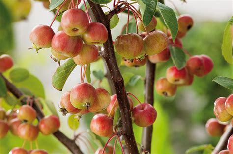 Malus | HortWeek