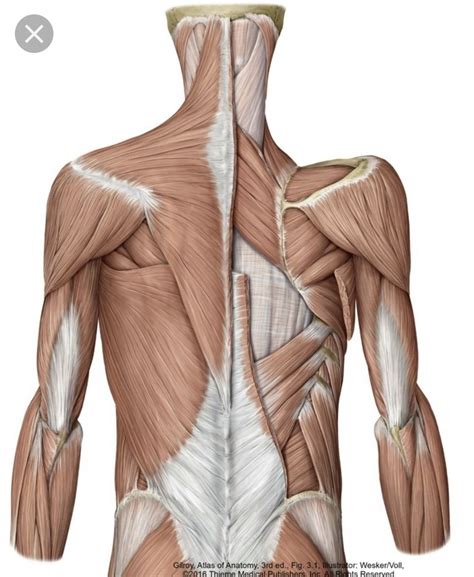 anatomy muscles middle  diagram quizlet