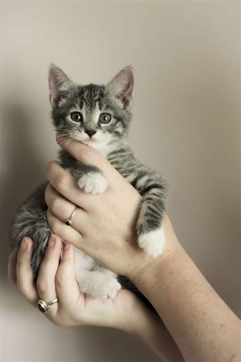 Adorable kitten | Adorable kitten, Kitten photos, Kittens cutest