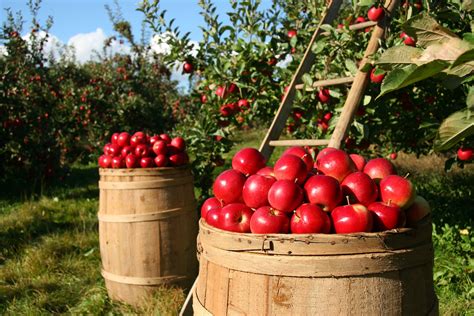 Štićenje vrtova, voćnjaka i vinograda - Zaštita Jukić