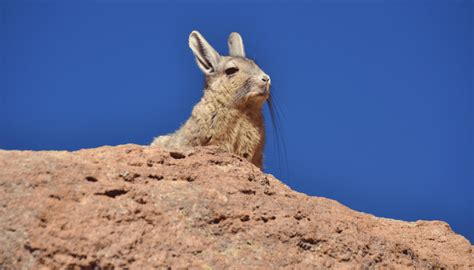 Chinchilla (Wild) - Key Facts, Information & Pictures