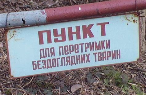 Як живуть безпритульні тварини Полтави? / Клуб журналістів-початківців