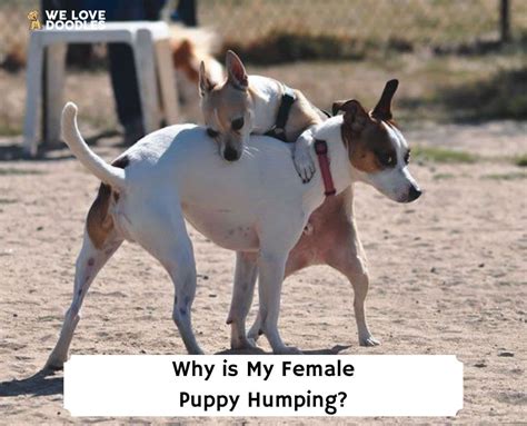 Why Does My Dog Hump The New Puppy at John Mccloud blog