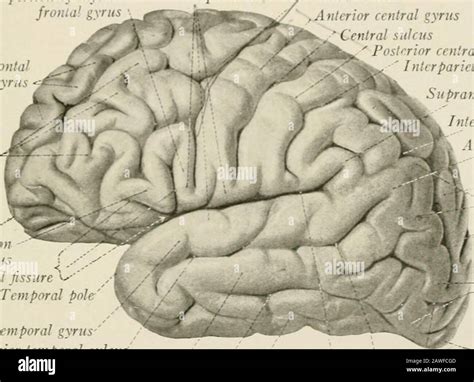 Lateral sulcus hi-res stock photography and images - Alamy