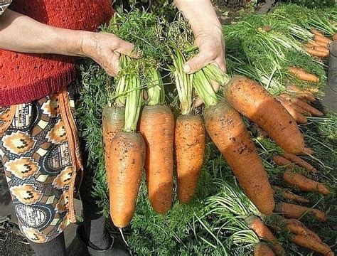 Секреты посева моркови | Морковь, Огород, Выращивание моркови