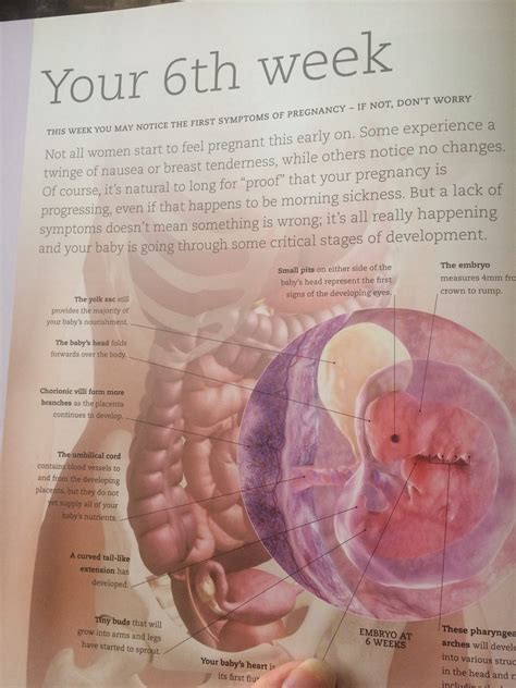 Weeks Pregnant No Symptoms