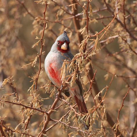 Pyrrhuloxia - Bird Watching Academy
