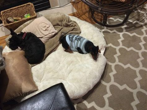 In honor of National Lazy Day, here are some pictures of my dogs being