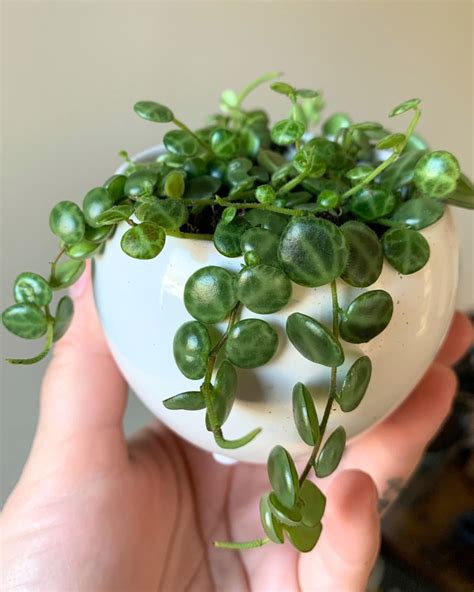 Colar-de-tartarugas - Peperomia prostrata - Jardineiro.net