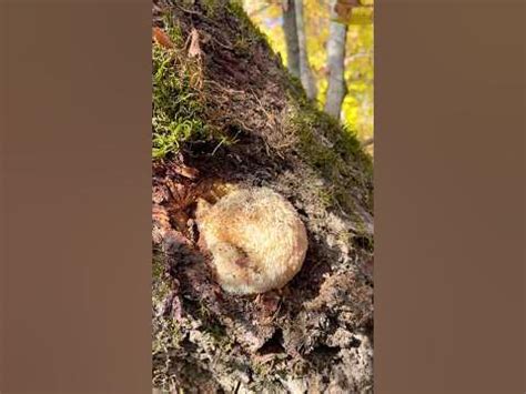 Ежовик гребенчатый. Герициум erinaceus. Lions mane Hericium. Сыроежка👑 ...