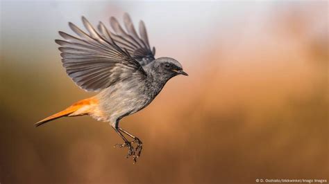 What will be the 2025 Bird of the Year? – DW – 09/03/2024