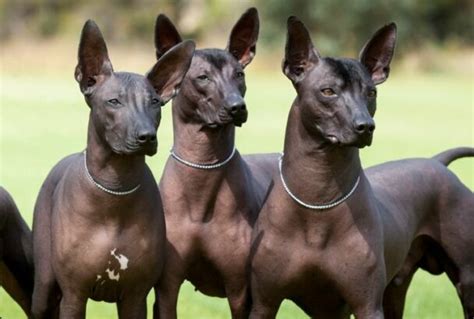 20 Rare Dog Breeds of the World - Housely