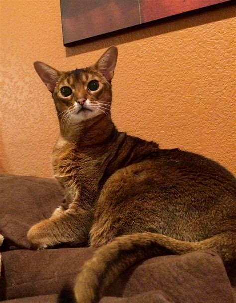 Pin by Margie Marshall on Abyssinian | Abyssinian cats, Abyssinian, Tabby