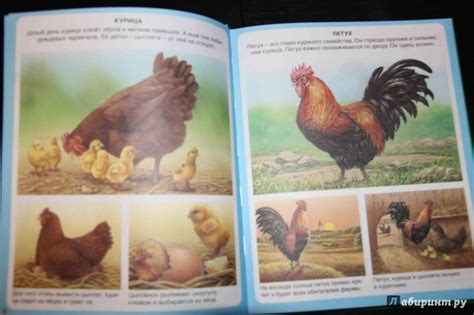 Книга: Животные - Эмили Бомон. Купить книгу, читать рецензии | Лабиринт