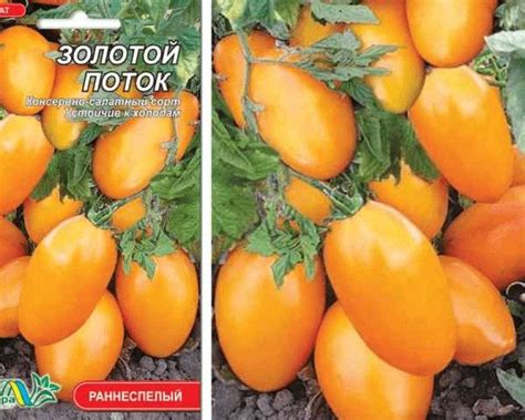 Томат золотая рыбка: характеристика и описание сорта помидоров, его ...