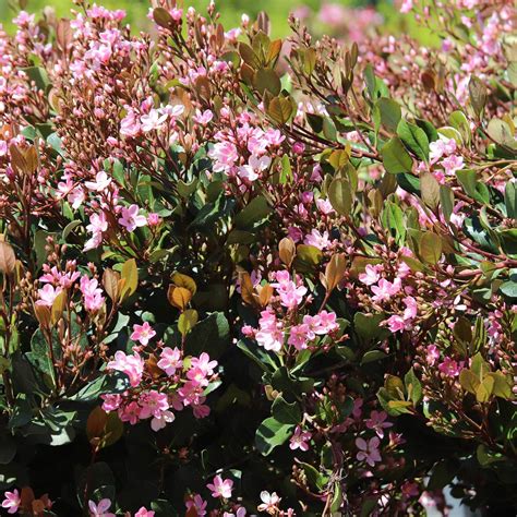 Rhaphiolepis indica 'Pink Lady' | Western Star Nurseries