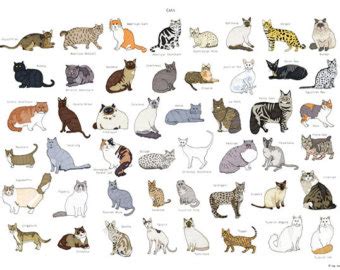 breed cat clipart   cliparts  images  clipground