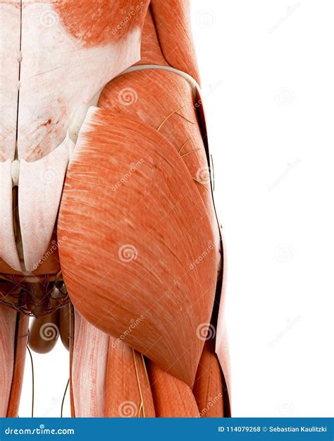 The human back anatomy stock illustration. Illustration of back - 114079268