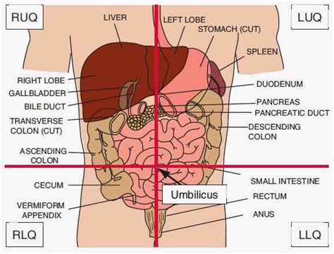 Abdominopelvic Quadrants Organs