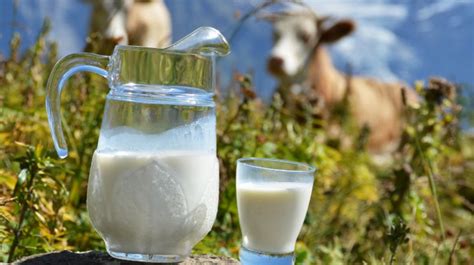 Лактация у коровы: продолжительность периода, образование и отдача ...