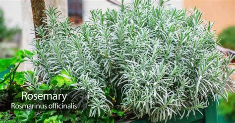 Rosemary Plant: How To Care For The Herb Rosemary