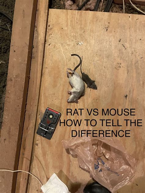 How to tell difference between Rats & Mice | Rat vs Mouse Pictures ...