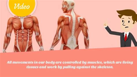 Muscles of the human body | What is a muscle?