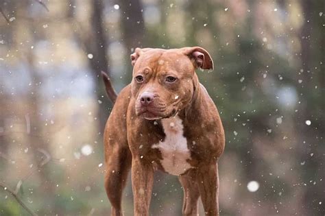 Pitbull Terrier: Συμπεριφορά & Χαρακτήρας του Πίτμπουλ!