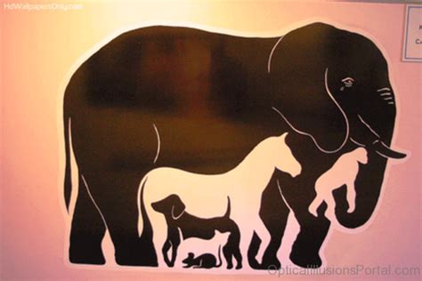 54 Mind Blowing Animal Illusion