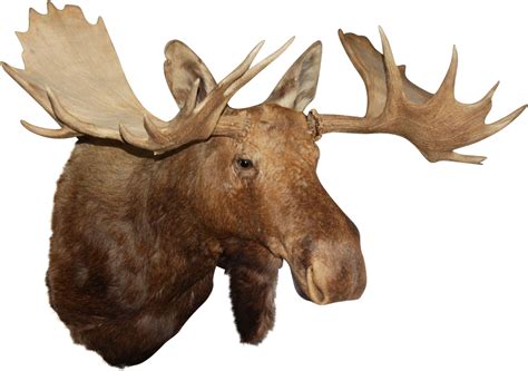 vector moose png  image png