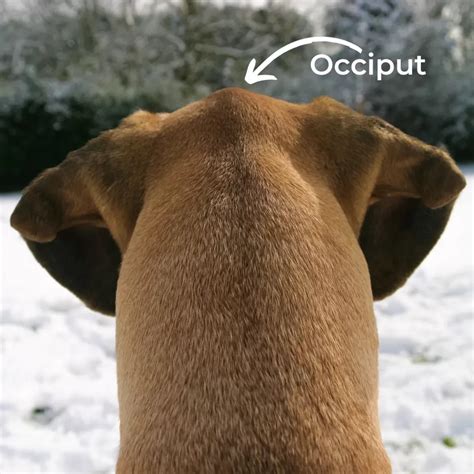 occiput  dogs   treatment  occipital issues