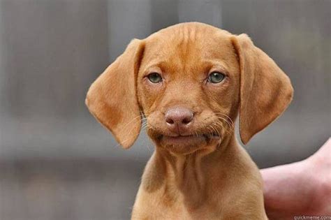 sad dog Memes - Imgflip