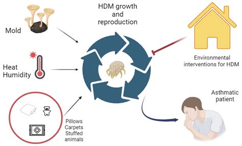 The Prevention of House Dust Mite Allergies in Pediatric Asthma