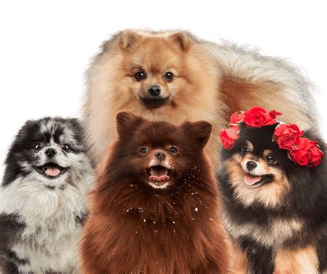Le Spitz