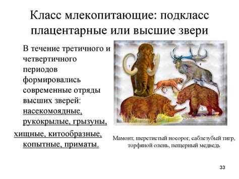 Родословное древо животных. Эволюция животного мира. Развитие животных ...