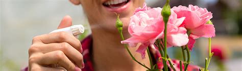 Rosenkrankheiten - Welter Blumen & Pflanzen - 4x in Hessen