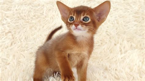 Sweet Abyssinian kitten catching a toy mouse. - YouTube