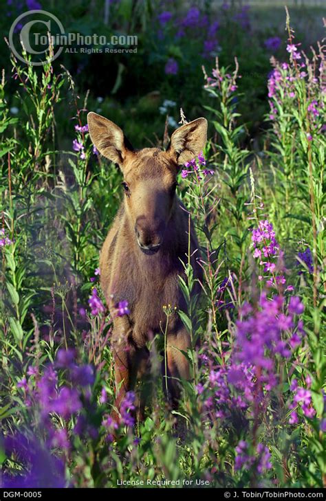 Picture of a Baby Moose DGM-0005