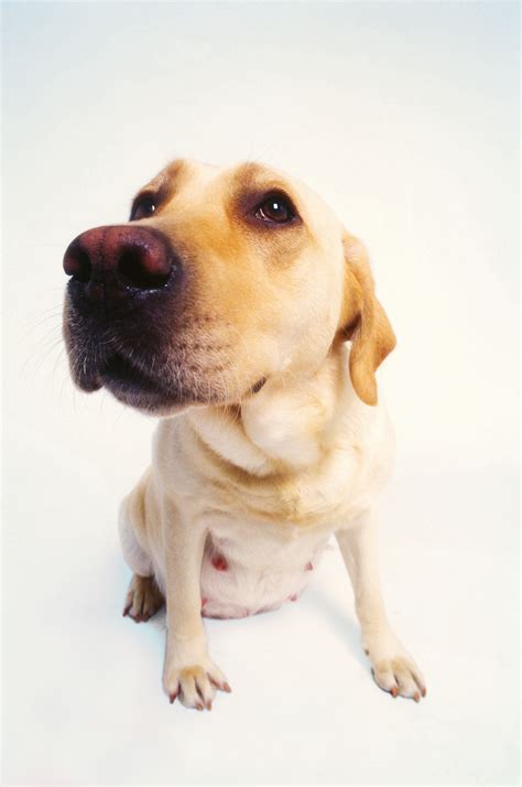 Can You Become Allergic To Dogs When Pregnant