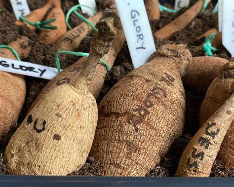 11 Easy Steps to Store Your Dahlias Over Winter Successfully - Complete