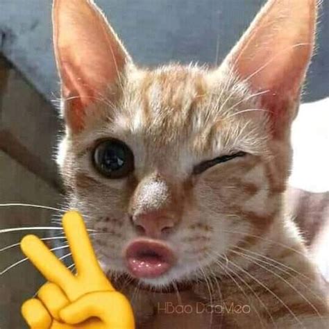Meme mèo nháy mắt chu mỏ giơ tay ký hiệu xin chào – TVMeme