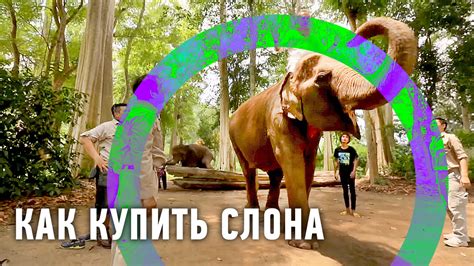 Сколько стоит слон | Мировой рынок 🌏 Моя Планета - YouTube