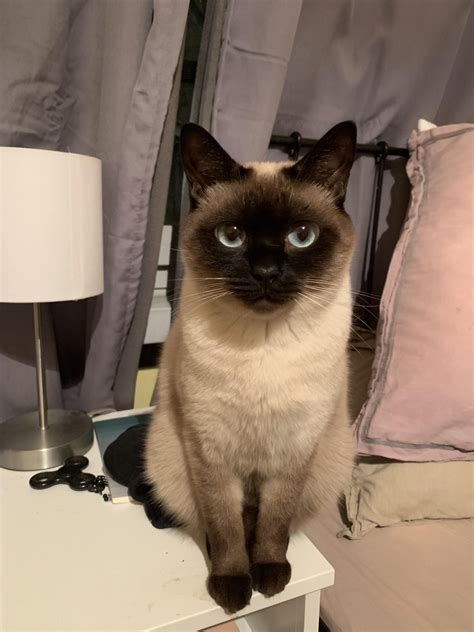 900+ Siamese cats ideas in 2025 | siamese cats, cats, siamese