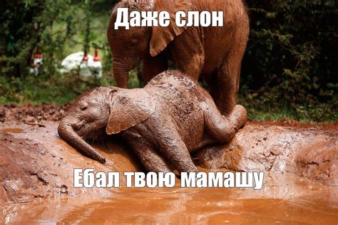 Создать мем "слон туффи, грязный слоненок, слоны в грязи" - Картинки ...