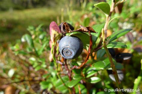 Ten Of The Best European Berries To Forage